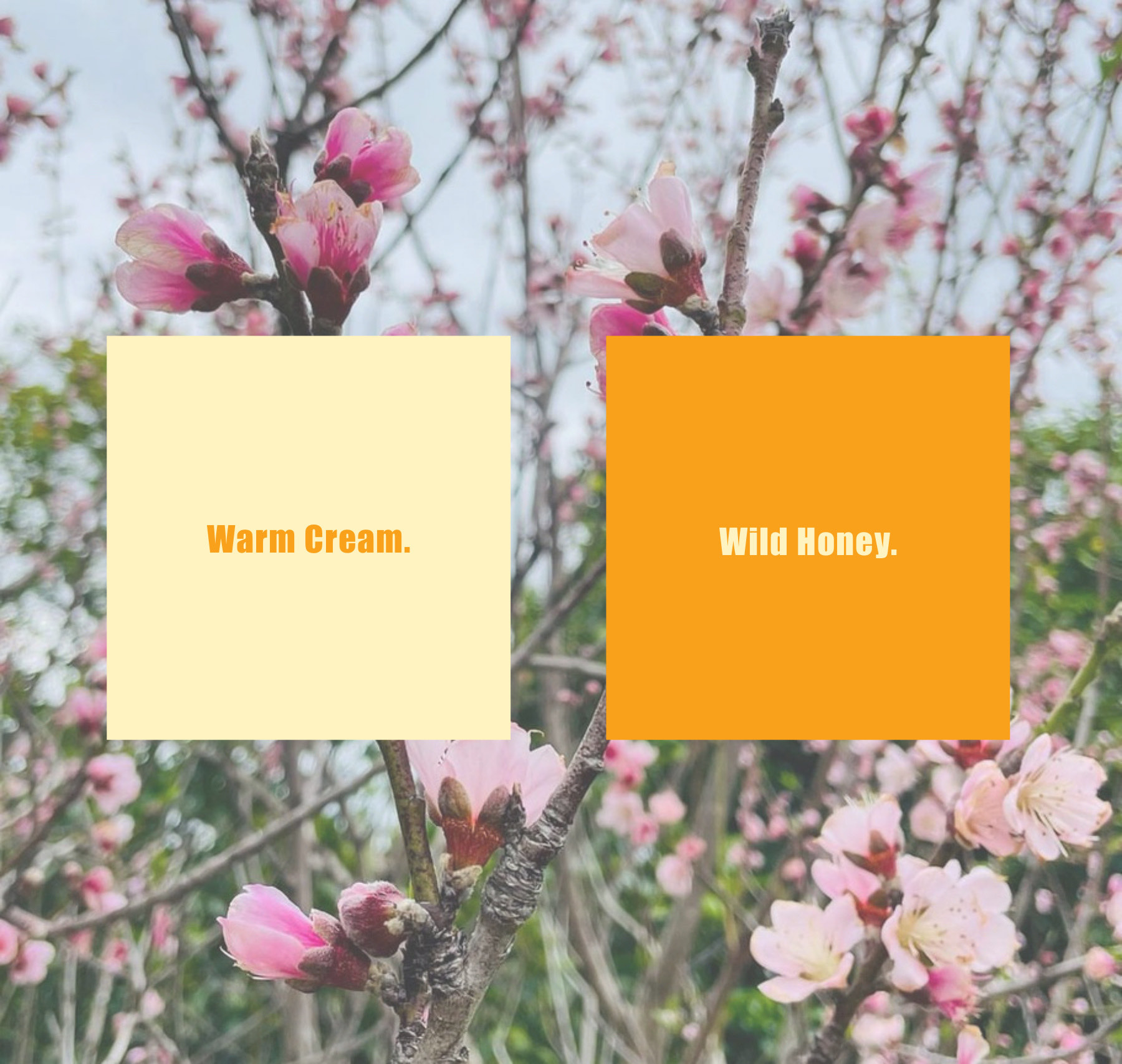 Warm Cream and Wild Honey colour swatches over a blossom photograph
